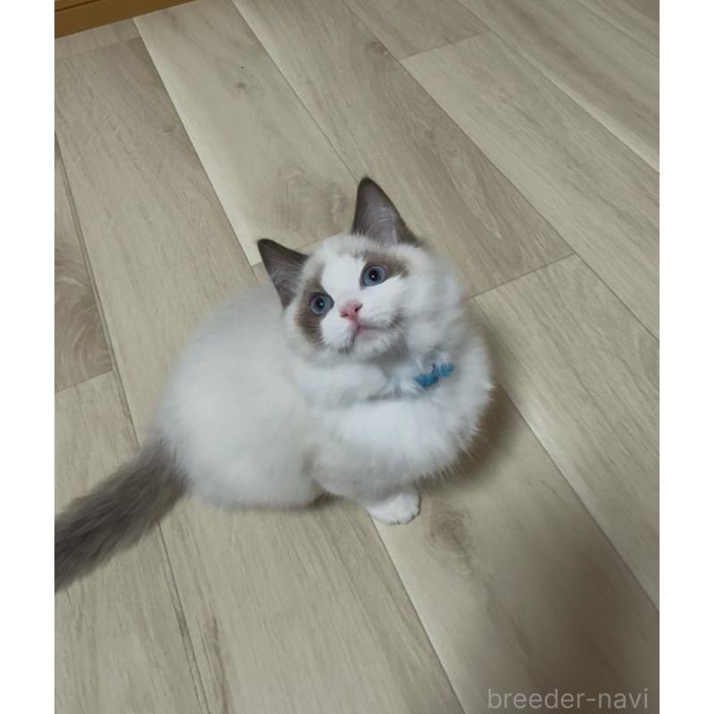 販売中の神奈川県のラグドール-134177の3枚目