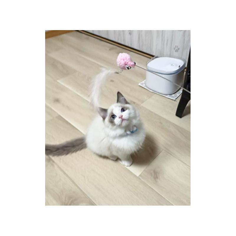 販売中の神奈川県のラグドール-134177の2枚目