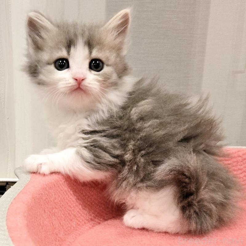 販売中の福岡県のマンチカン-134179の1枚目