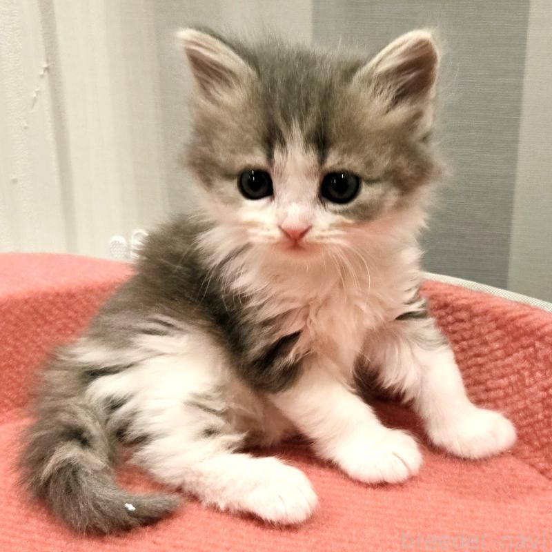 販売中の福岡県のマンチカン-134179の6枚目