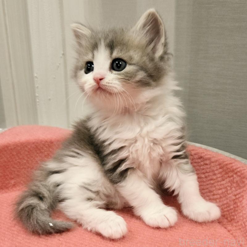 販売中の福岡県のマンチカン-134179の5枚目