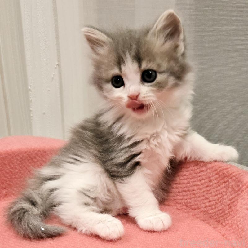 販売中の福岡県のマンチカン-134179の4枚目