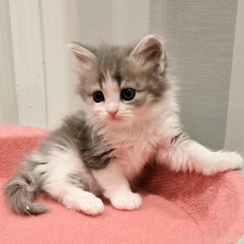 販売中の福岡県のマンチカン-134179の2枚目