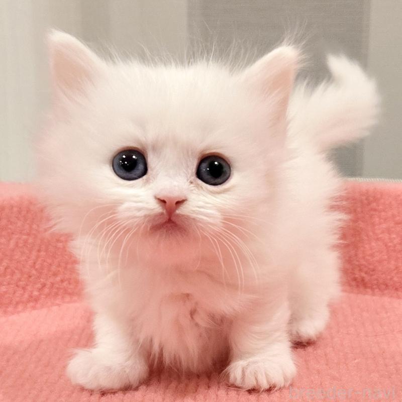 販売中の福岡県のマンチカン(短足)-134180の6枚目