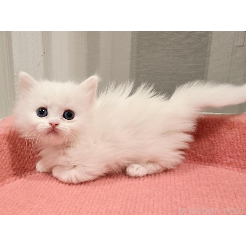 販売中の福岡県のマンチカン(短足)-134180の5枚目