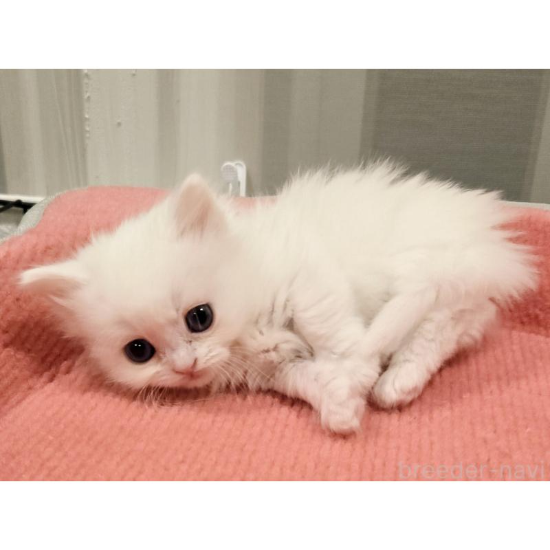 販売中の福岡県のマンチカン(短足)-134180の4枚目