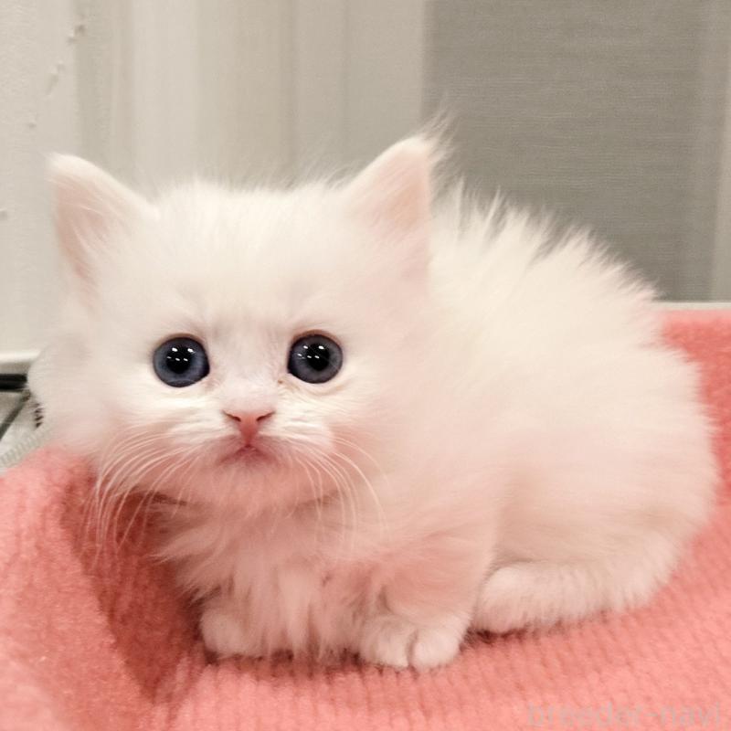 販売中の福岡県のマンチカン(短足)-134180の3枚目