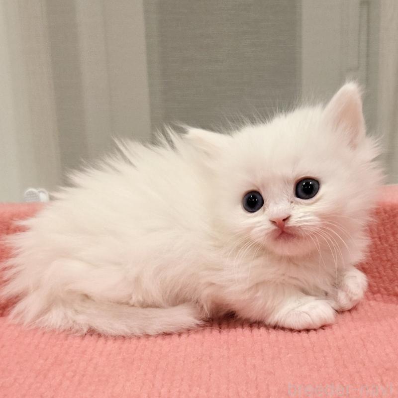 販売中の福岡県のマンチカン(短足)-134180の2枚目