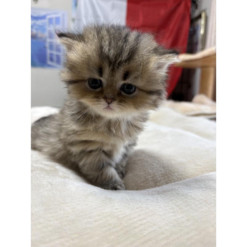 販売中の愛知県のミヌエット(短足)-133586の9枚目