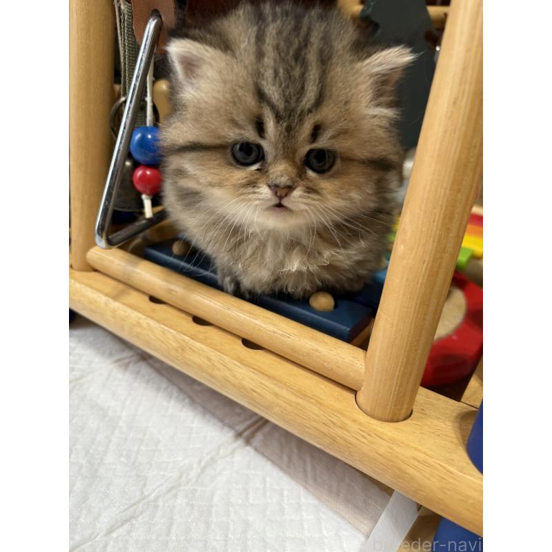 販売中の愛知県のミヌエット(短足)-133586の8枚目