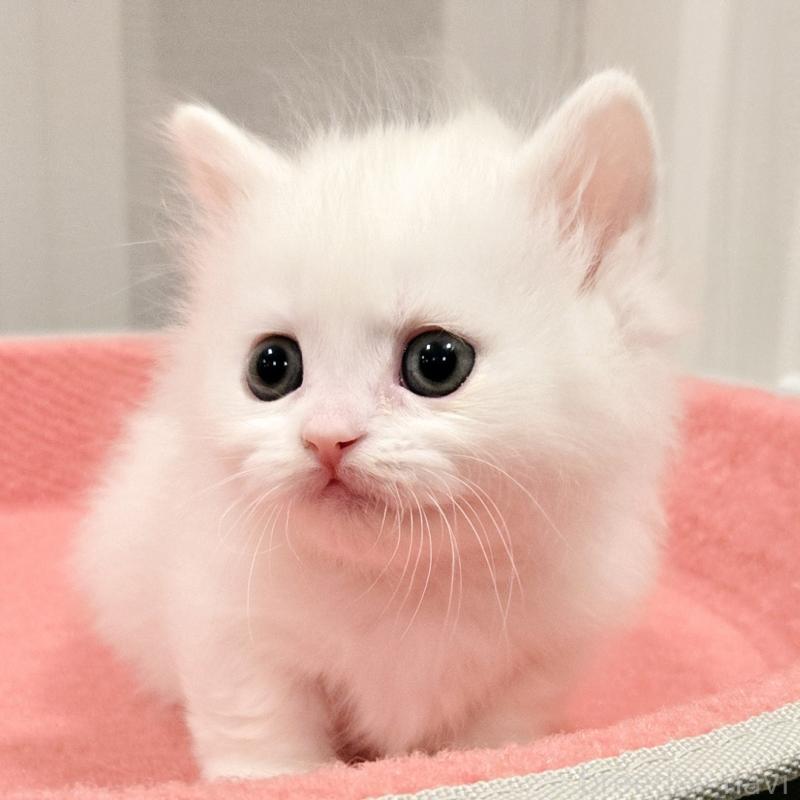 販売中の福岡県のマンチカン(短足)-134181の6枚目