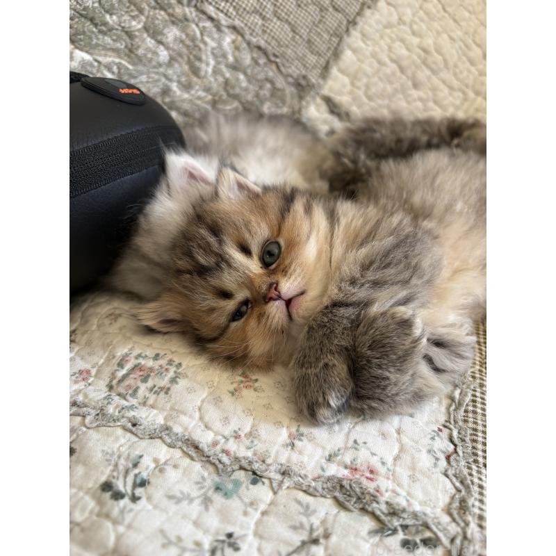 販売中の愛知県のミヌエット(短足)-133586の6枚目