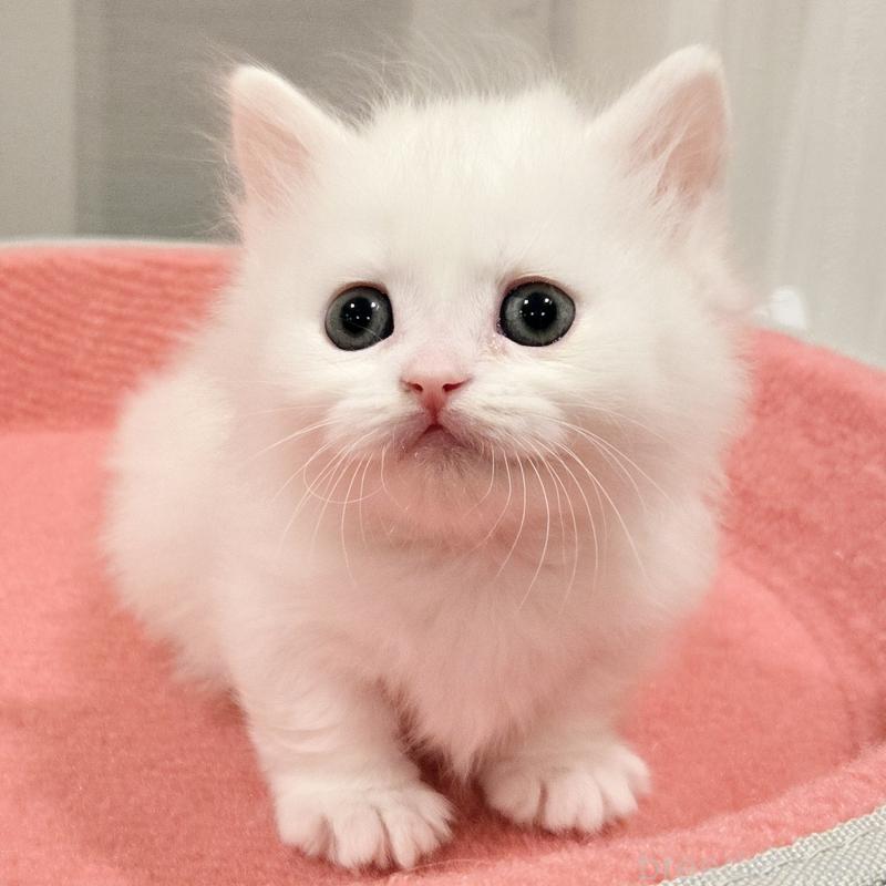 販売中の福岡県のマンチカン(短足)-134181の5枚目