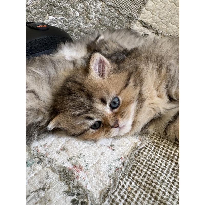 販売中の愛知県のミヌエット(短足)-133586の5枚目