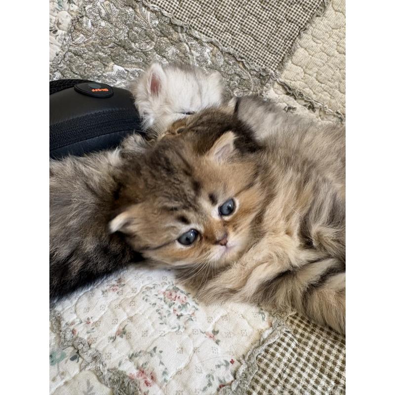 販売中の愛知県のミヌエット(短足)-133586の4枚目