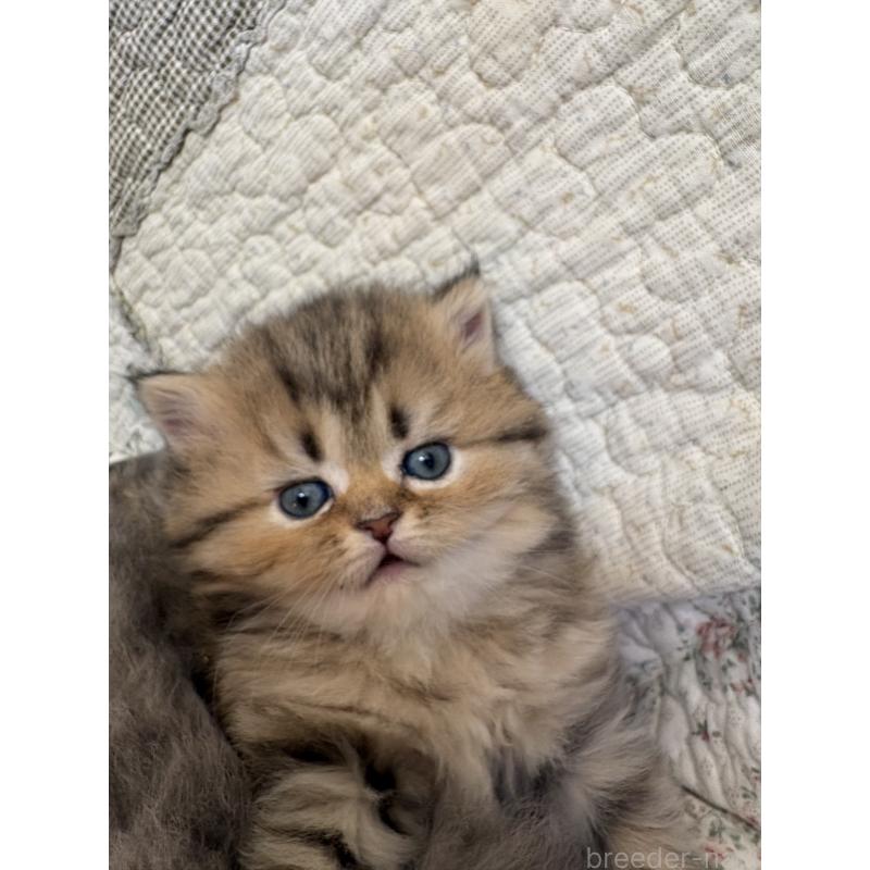 販売中の愛知県のミヌエット(短足)-133586の3枚目