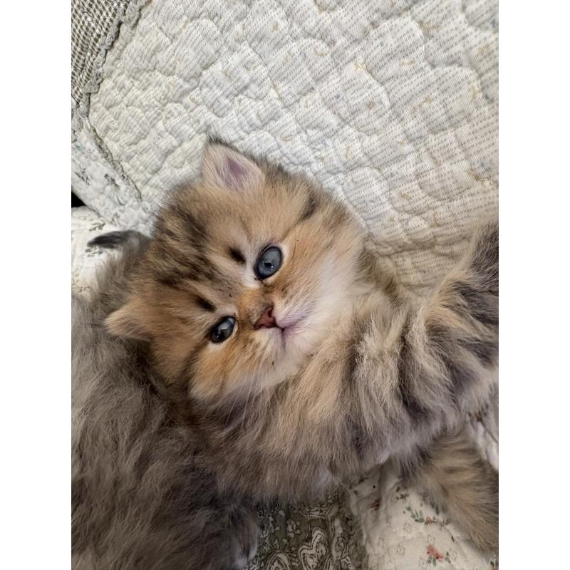 販売中の愛知県のミヌエット(短足)-133586の2枚目