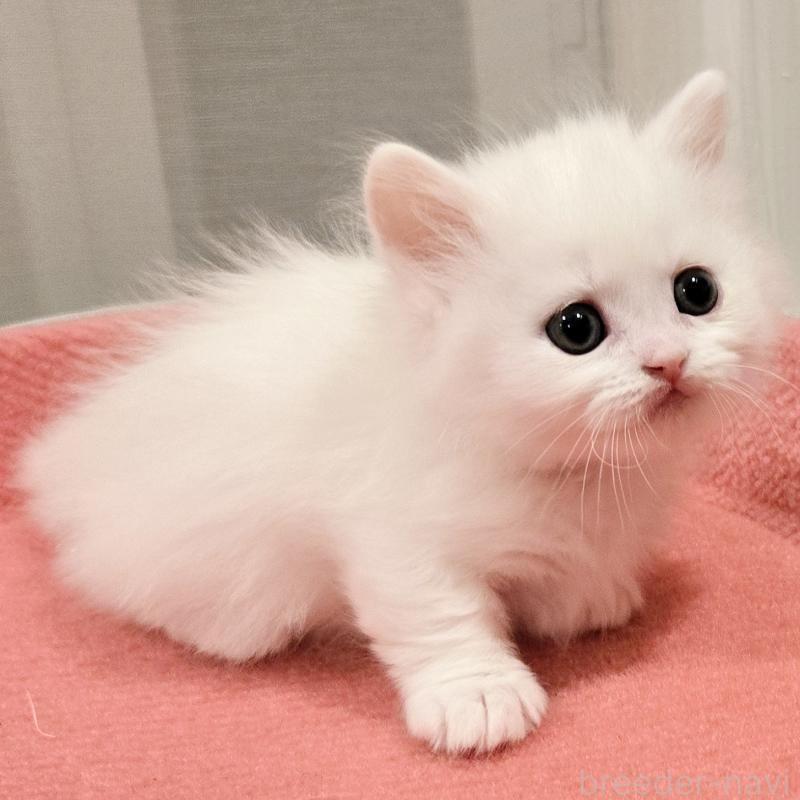 販売中の福岡県のマンチカン(短足)-134181の4枚目