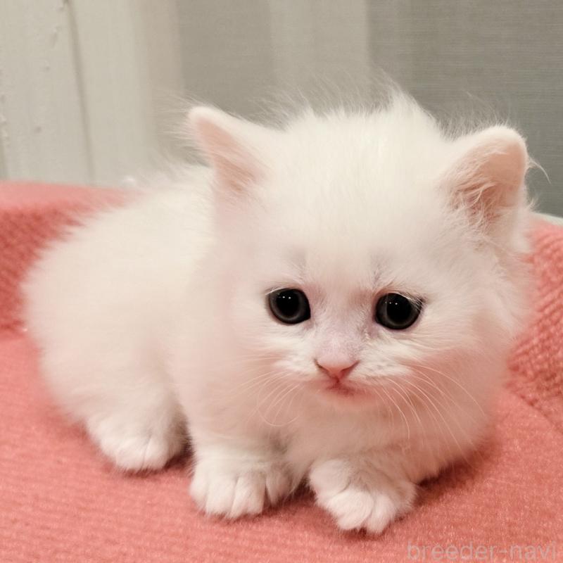 販売中の福岡県のマンチカン(短足)-134181の3枚目