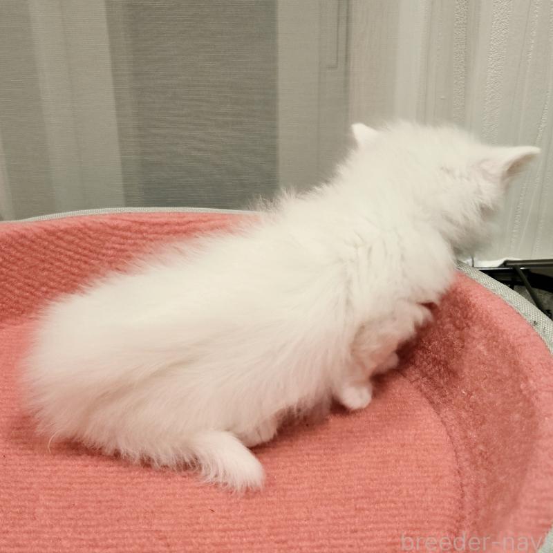 販売中の福岡県のマンチカン(短足)-134181の2枚目