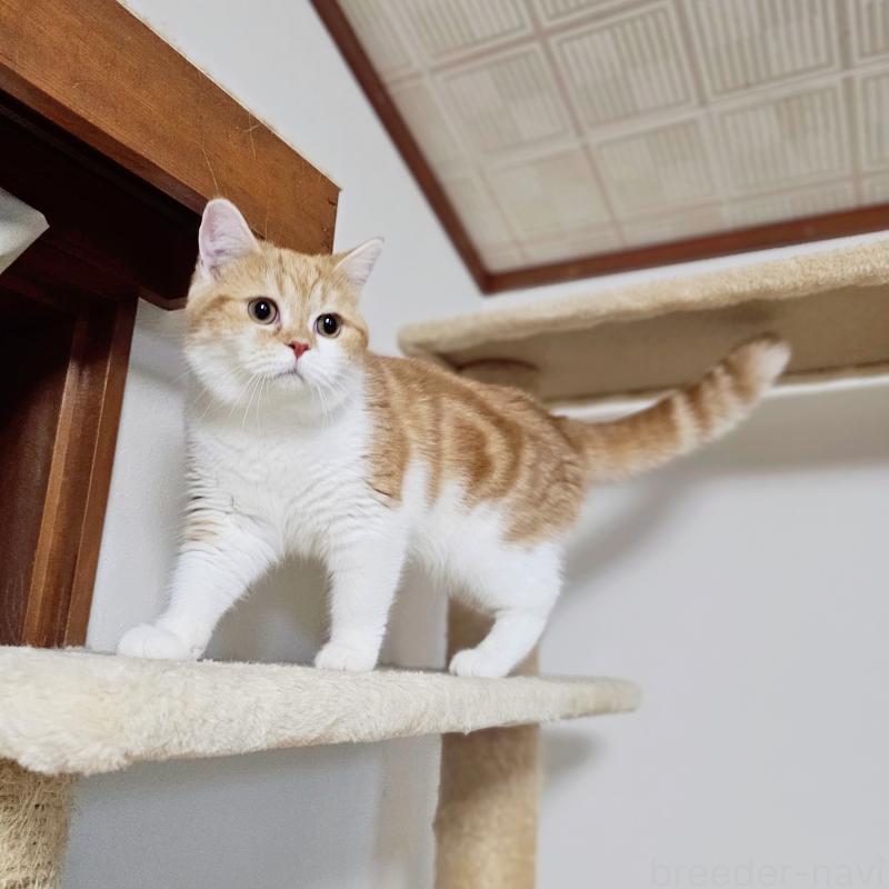 成約済の茨城県のミヌエット-122443の2枚目