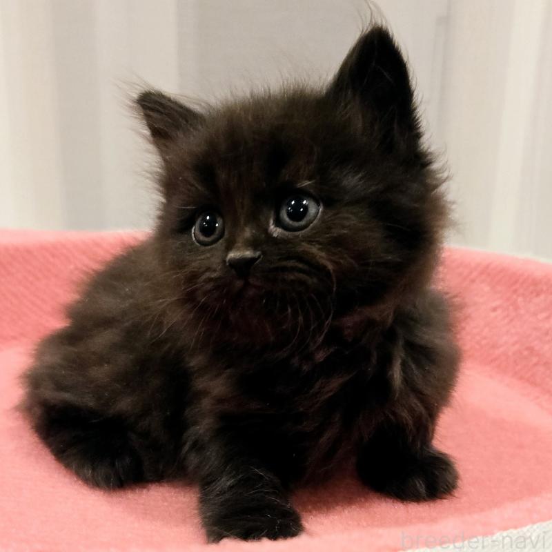 販売中の福岡県のマンチカン-134182