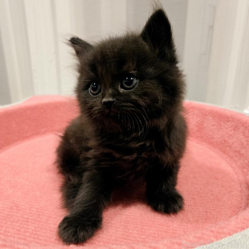 販売中の福岡県のマンチカン-134182の6枚目