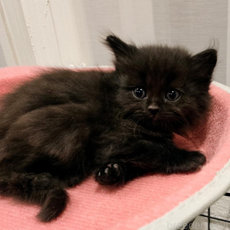 販売中の福岡県のマンチカン-134182の5枚目