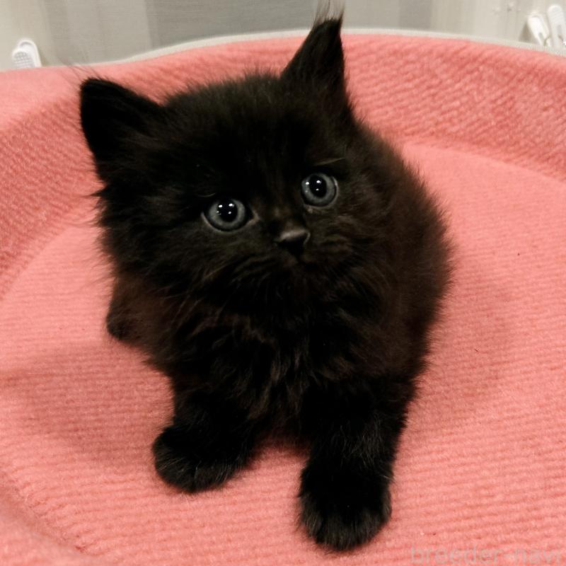 販売中の福岡県のマンチカン-134182の4枚目