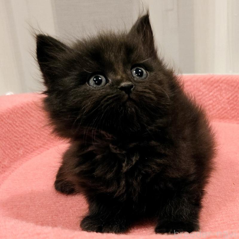 販売中の福岡県のマンチカン-134182の3枚目