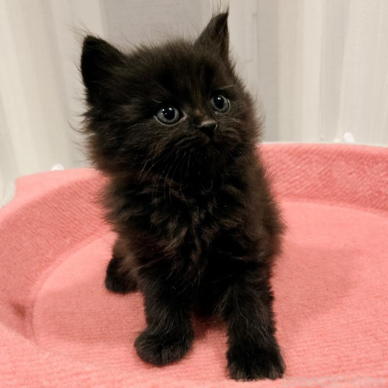 販売中の福岡県のマンチカン-134182の2枚目