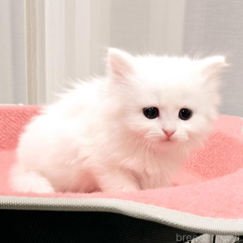 販売中の福岡県のマンチカン-134183の6枚目