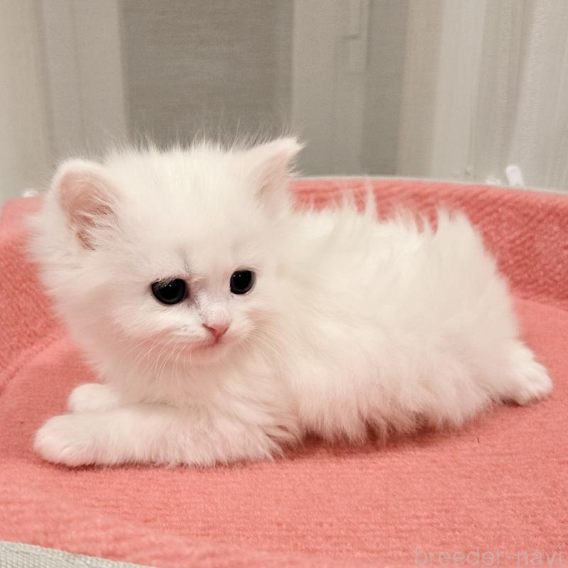 販売中の福岡県のマンチカン-134183の5枚目