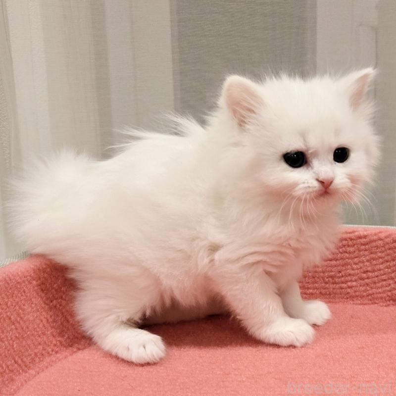 販売中の福岡県のマンチカン-134183の3枚目