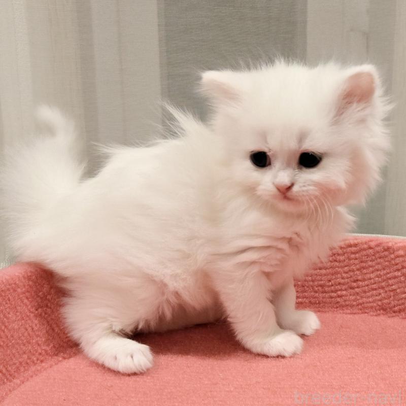 販売中の福岡県のマンチカン-134183の2枚目