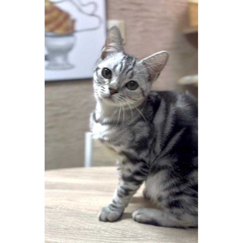 販売中の東京都のアメリカンショートヘア-129866の2枚目