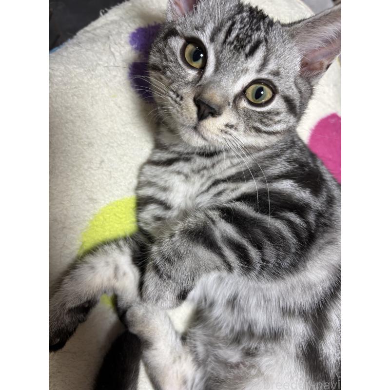 販売中の千葉県のアメリカンショートヘア-129735の2枚目