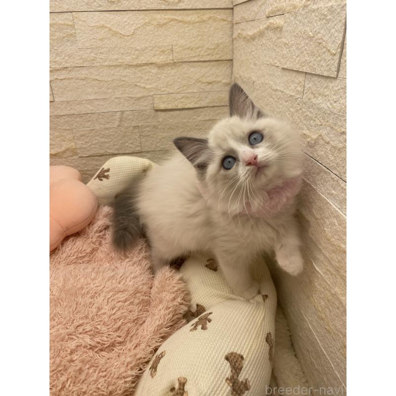 成約済の埼玉県のラグドール-130759の15枚目