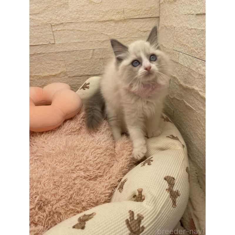 成約済の埼玉県のラグドール-130759の14枚目