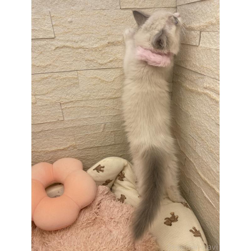 成約済の埼玉県のラグドール-130759の12枚目