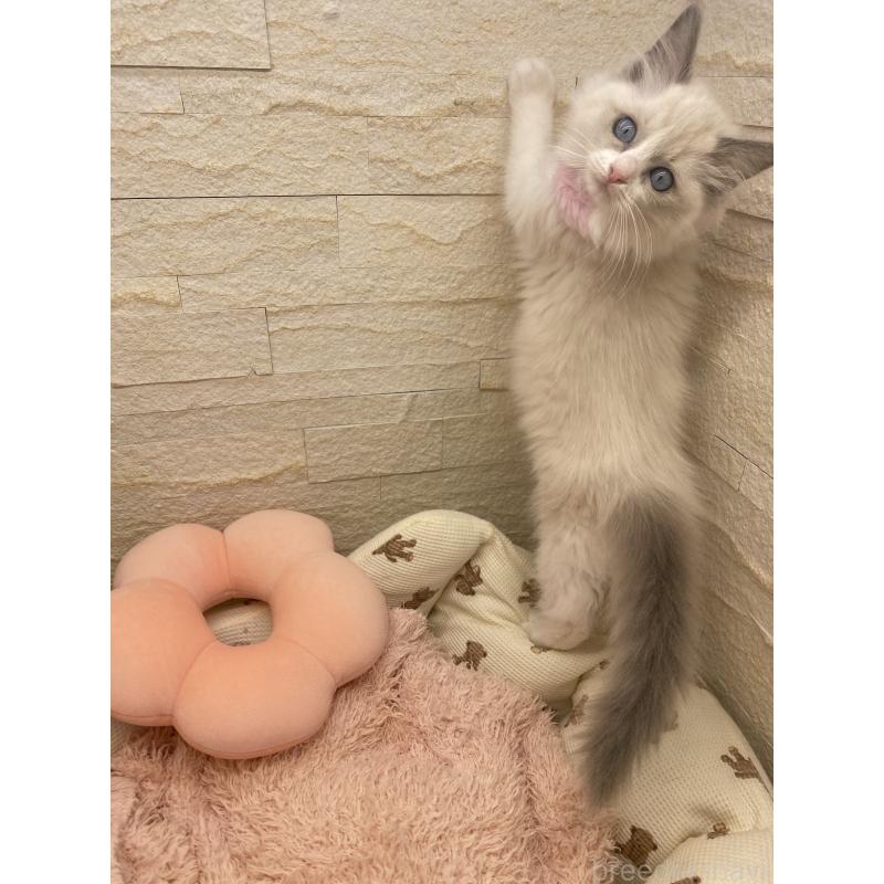 成約済の埼玉県のラグドール-130759の11枚目