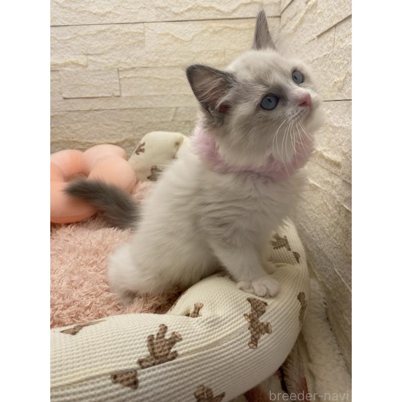 成約済の埼玉県のラグドール-130759の10枚目