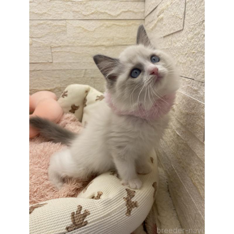 成約済の埼玉県のラグドール-130759の9枚目