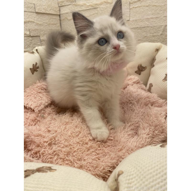 成約済の埼玉県のラグドール-130759の8枚目