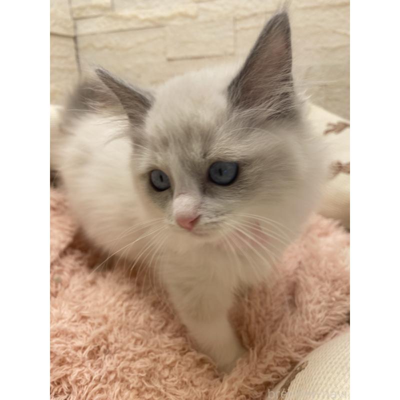 成約済の埼玉県のラグドール-130759の7枚目