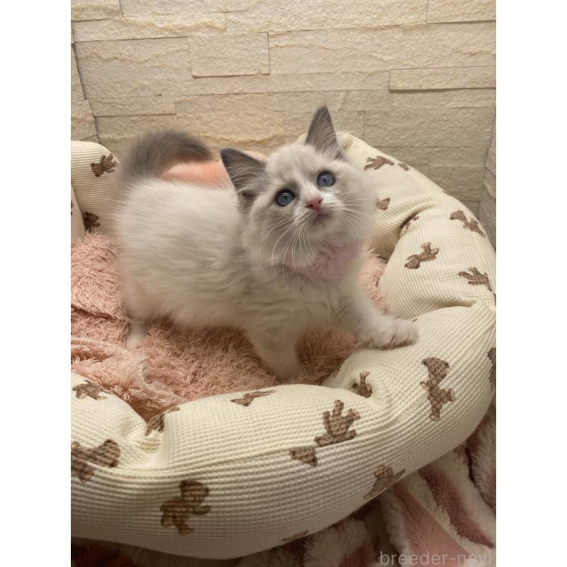 成約済の埼玉県のラグドール-130759の6枚目