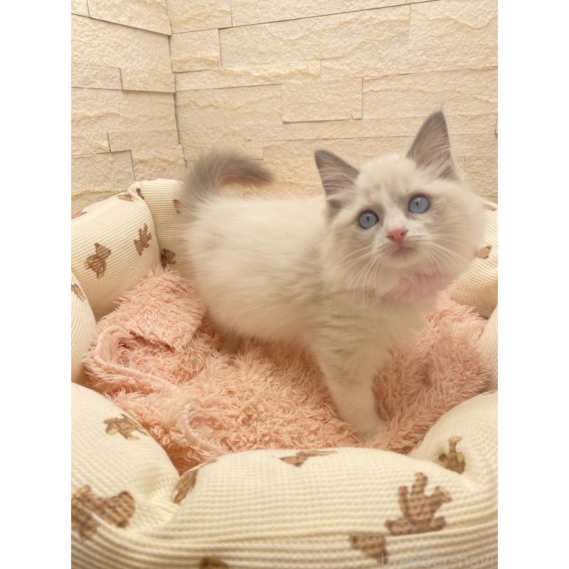 成約済の埼玉県のラグドール-130759の5枚目