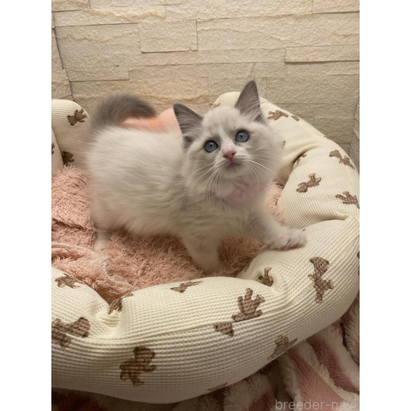 成約済の埼玉県のラグドール-130759の4枚目