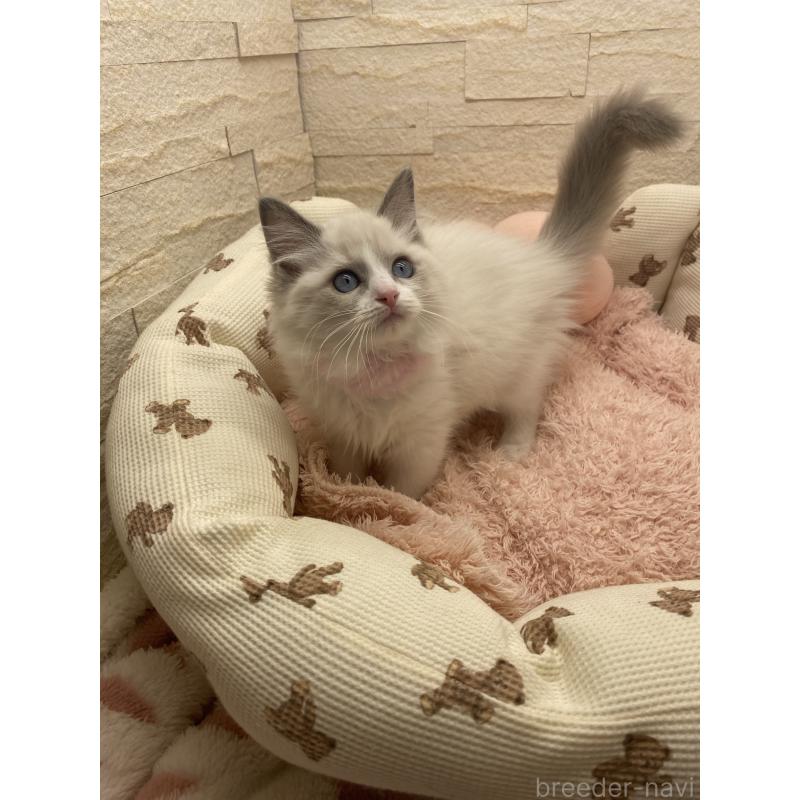 成約済の埼玉県のラグドール-130759の3枚目