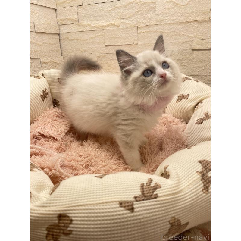 成約済の埼玉県のラグドール-130759の2枚目